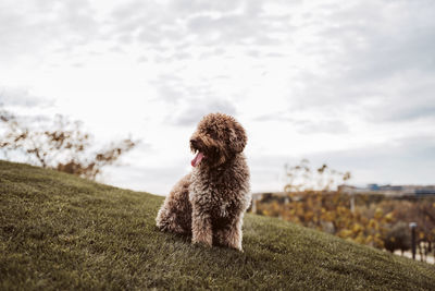 Dog standing on field against sky