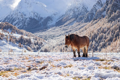 Horse on snow covered mountain