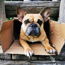 Portrait of dog relaxing on wood