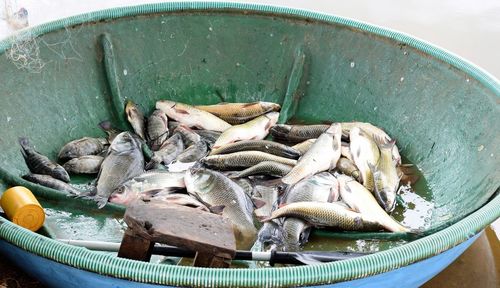 Close-up of fish in container