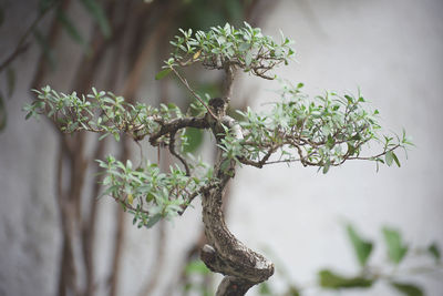 Close-up of plant against blurred background