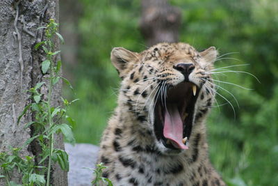 Close-up of a cat