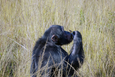 Chimpanzee in south africa