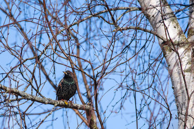 Low angle view of bird perching on bare tree