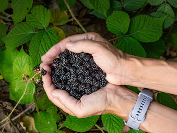 Female hands holding a full handful of fresh blackberries, picking berries. fresh fruits in palms