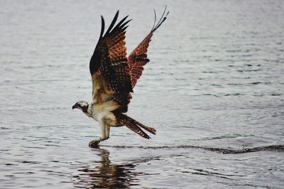 Close-up of osprey flying over sea