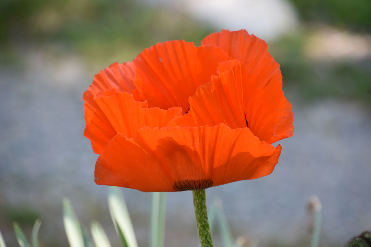 plant, flower, flowering plant, poppy, freshness, beauty in nature, close-up, petal, nature, orange color, flower head, fragility, inflorescence, growth, macro photography, focus on foreground, yellow, no people, field, wildflower, outdoors, day, botany, red, blossom, plant stem