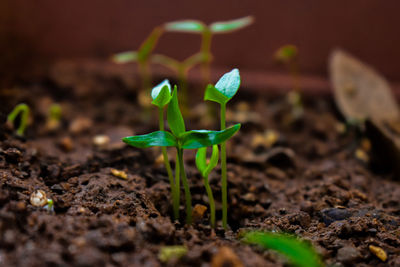 Close-up of small plant growing on field