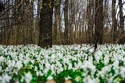 Close-up of plants growing in forest