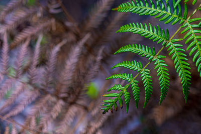 Close-up of fern