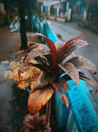Close-up of wilted plant