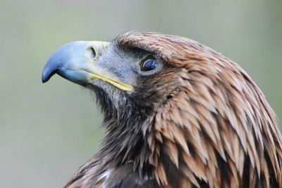 Close-up of golden eagle looking away