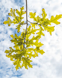 Close-up of yellow flowering plant against sky