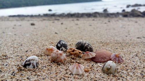 Close-up of seashells on beach