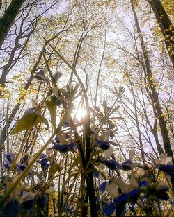 Low angle view of flower tree