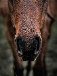 Beautiful detail of argentine horse muzzle in the rain