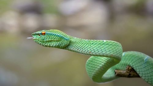 Close-up of green lizard