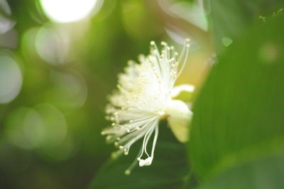 Close-up of white flowering plant