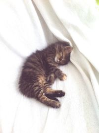 High angle view of cat sleeping on bed