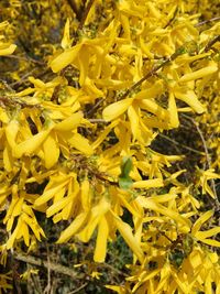 Close-up of yellow flowers