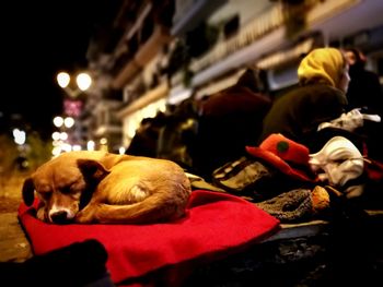 Dog with illuminated dogs in background