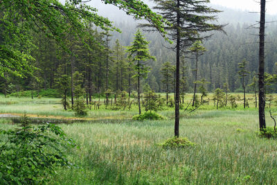 Trees growing in field