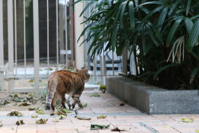 Cat standing on footpath