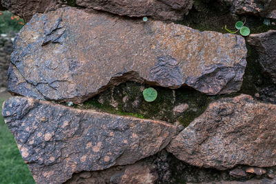 Close-up of lizard on rock