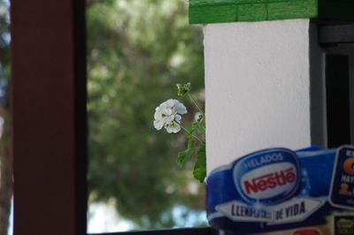 Close-up of white flowers