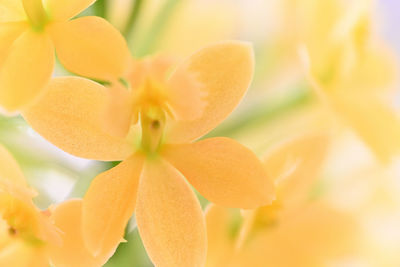 Close-up of yellow flowering plant