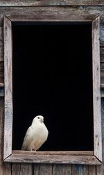 Close-up of bird perching on window