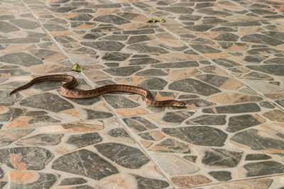 Close-up of snake on paving stone