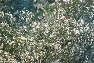 Close-up of white flowering tree