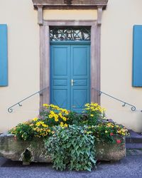 Yellow flowers on window of building