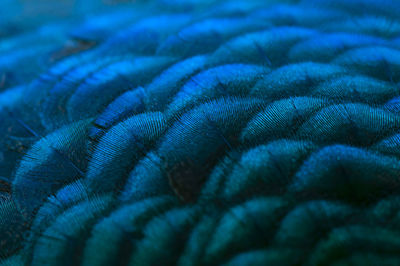 Close-up of the peacock feathers .macro blue feather, feather, bird, animal. macro photograph.