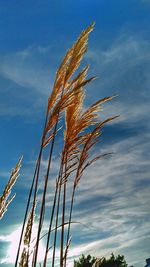 Low angle view of plant against blue sky