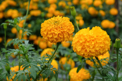 Close-up of yellow flowering plant