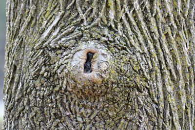 Close-up of lizard on tree trunk