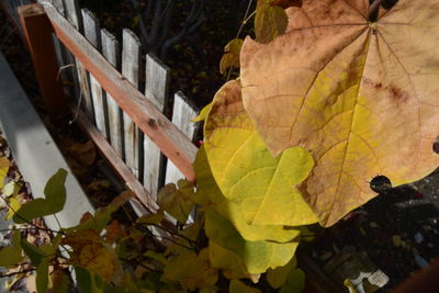 Close-up of maple leaf on tree