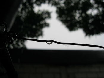 Close-up of raindrops on plant