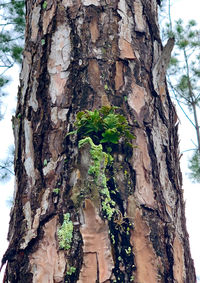 Close-up of tree trunk