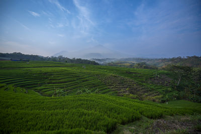 Scenic view of agricultural field against sky