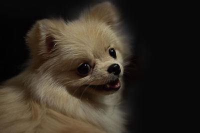 Close-up of a dog looking away