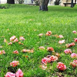 Plants growing on grassy field in park