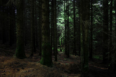 Trees in forest