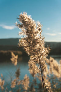 Close-up of flowering plant against blurred background