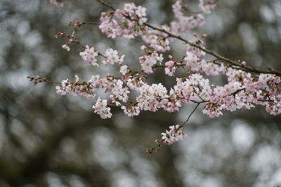 Low angle view of cherry blossoms in spring