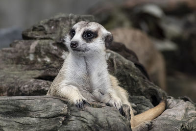 Close-up of an animal looking away