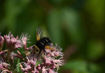 Close-up of bee pollinating on purple flower