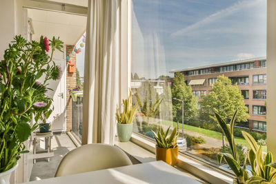 Potted plant by window